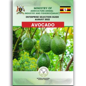 Avocado Enterprise Selection Guide