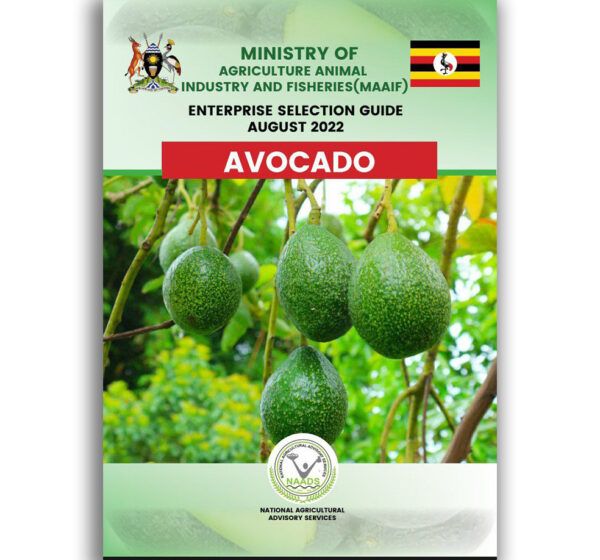Avocado Enterprise Selection Guide